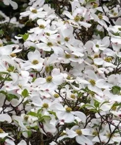 Future Forests Trees Cornus Eddie's White Wonder