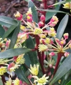 Future Forests Drimys Lanceolata Red Spice