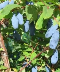 Future Forests Fruit Honeyberry - Lonicera Caerulea Duet