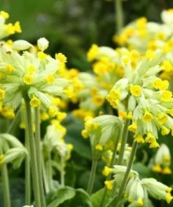 Future Forests Primula Veris Cabrillo