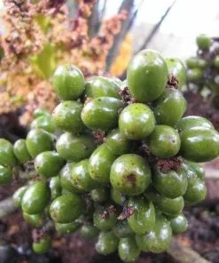 Future Forests Chamaerops Humilis Shrubs 11 Future Forests Chamaerops Humilis Shrubs