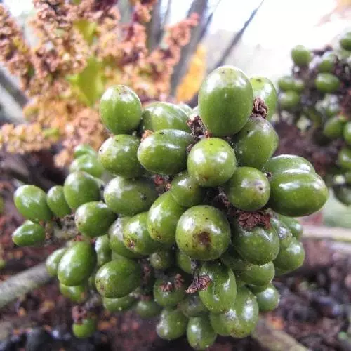 Future Forests Chamaerops Humilis Shrubs 7 Future Forests Chamaerops Humilis Shrubs