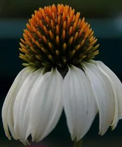 Future Forests Echinacea Purpurea White Swan (Alba) 6 Future Forests Echinacea Purpurea White Swan (Alba)