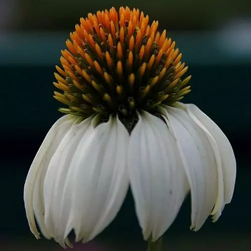 Future Forests Echinacea Purpurea White Swan (Alba) 4 Future Forests Echinacea Purpurea White Swan (Alba)