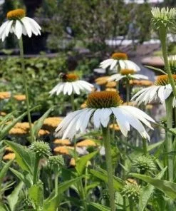 Future Forests Echinacea Purpurea White Swan (Alba)