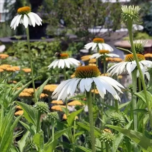 Future Forests Echinacea Purpurea White Swan (Alba) 3 Future Forests Echinacea Purpurea White Swan (Alba)
