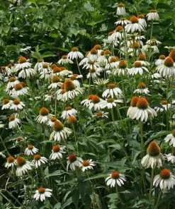 Future Forests Echinacea Purpurea White Swan (Alba) 7 Future Forests Echinacea Purpurea White Swan (Alba)