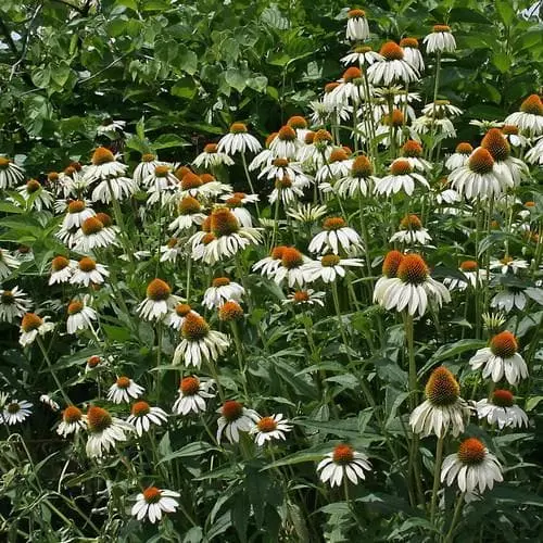 Future Forests Echinacea Purpurea White Swan (Alba) 5 Future Forests Echinacea Purpurea White Swan (Alba)