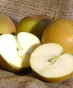 Future Forests Apple Egremont Russet Fruit 8 Future Forests Apple Egremont Russet Fruit