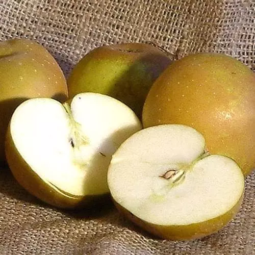 Future Forests Apple Egremont Russet Fruit 5 Future Forests Apple Egremont Russet Fruit