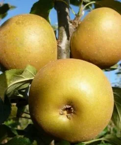 Future Forests Apple Egremont Russet Fruit 7 Future Forests Apple Egremont Russet Fruit