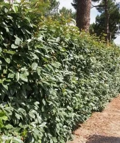 Future Forests Elaeagnus X Ebbingei Hedging 9 Future Forests Elaeagnus X Ebbingei Hedging