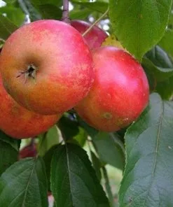 Future Forests Fruit Apple Red Elstar 7 Future Forests Fruit Apple Red Elstar