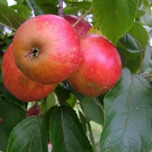 Future Forests Fruit Apple Red Elstar 5 Future Forests Fruit Apple Red Elstar