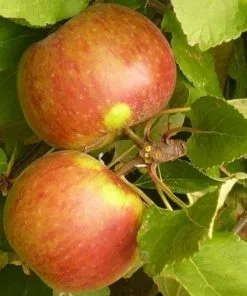 Future Forests Apple Elstar