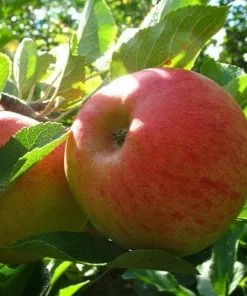 Future Forests Apple Elstar