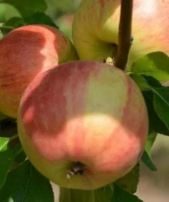 Future Forests Apple Elstar