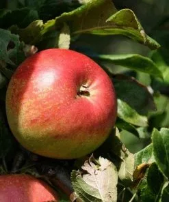 Future Forests Apple Elstar