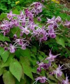 Future Forests Epimedium Grandiflora Lilafee More