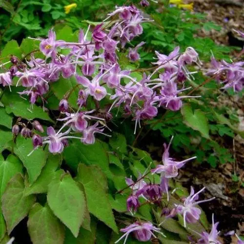 Future Forests Epimedium Grandiflora Lilafee More 3 Future Forests Epimedium Grandiflora Lilafee More