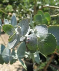 Future Forests Trees Eucalyptus Pulverulenta Baby Blue