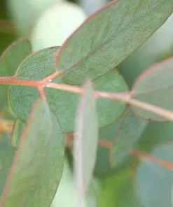 Future Forests Trees Eucalyptus Gunnii