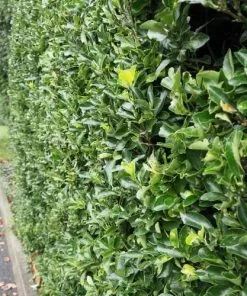 Future Forests Euonymus Japonicus Shrubs