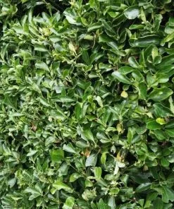 Future Forests Euonymus Japonicus Shrubs