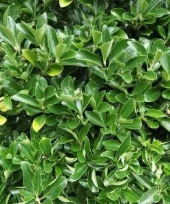 Future Forests Euonymus Japonicus Shrubs