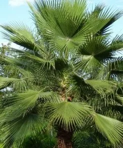 Future Forests Washingtonia Robusta Trees