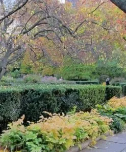 Future Forests Hedging Ilex Crenata Dark Green