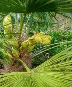Future Forests Chamaerops Humilis Shrubs 10 Future Forests Chamaerops Humilis Shrubs