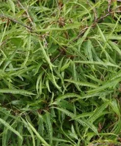 Future Forests Fagus Sylvatica Mercedes Trees