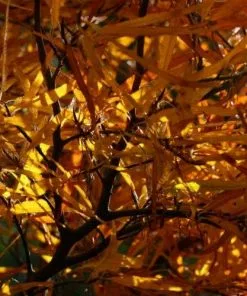 Future Forests Fagus Sylvatica Mercedes Trees