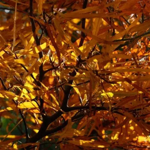 Future Forests Fagus Sylvatica Mercedes Trees 4 Future Forests Fagus Sylvatica Mercedes Trees