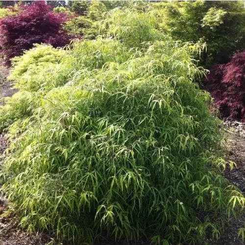 Future Forests Fagus Sylvatica Mercedes Trees 5 Future Forests Fagus Sylvatica Mercedes Trees