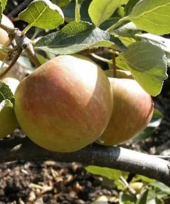 Future Forests Fruit Apple Red Falstaff