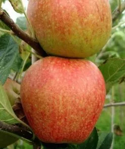 Future Forests Fruit Apple Red Falstaff