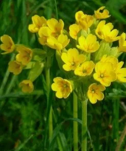 Future Forests Primula Veris Cabrillo