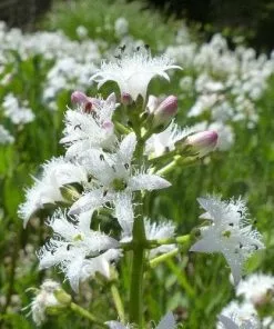 Future Forests All Waterplants & Marginals Menyanthes Trifoliata - Bogbean