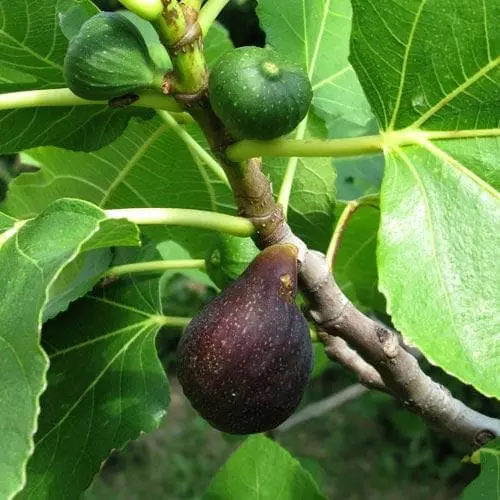 Future Forests Fruit Fig Brown Turkey 4 Future Forests Fruit Fig Brown Turkey