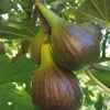 Future Forests Fruit Fig Brown Turkey