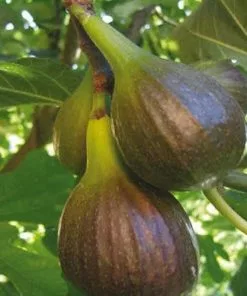 Future Forests Fruit Fig Brown Turkey