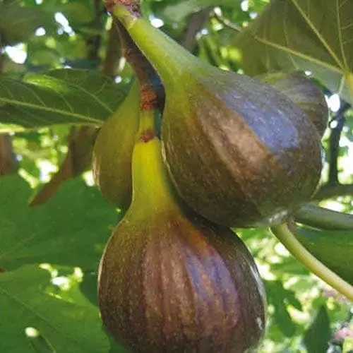 Future Forests Fruit Fig Brown Turkey 3 Future Forests Fruit Fig Brown Turkey