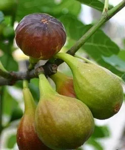 Future Forests Fruit Fig Brown Turkey 9 Future Forests Fruit Fig Brown Turkey