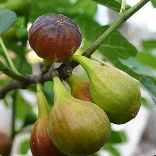 Future Forests Fruit Fig Brown Turkey 5 Future Forests Fruit Fig Brown Turkey