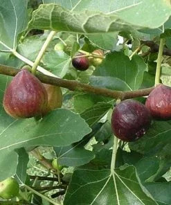 Future Forests Fruit Fig Brown Turkey 10 Future Forests Fruit Fig Brown Turkey