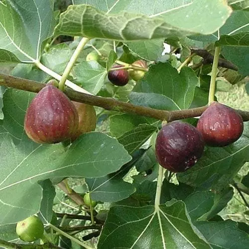 Future Forests Fruit Fig Brown Turkey 6 Future Forests Fruit Fig Brown Turkey