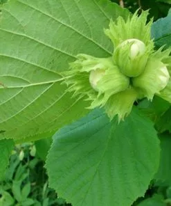 Future Forests Filbert - Corylus Avellana Hall’s Giant
