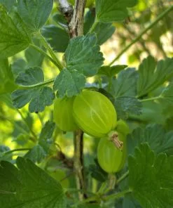 Future Forests Gooseberry Hinnonmaki Green